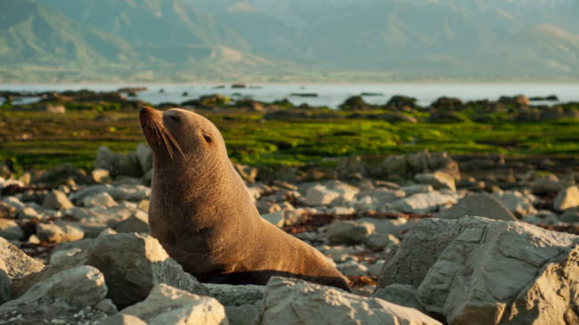 Kaikoura: Nhờ rãnh biển sâu 3km chạy dọc bờ biển, thị trấn Kaikoura là một trong số ít địa điểm trên thế giới có thể quan sát cá nhà táng quanh năm.