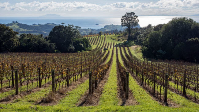 &nbsp;Đảo Waiheke: Nằm cách sân bay quốc tế ở Auckland khoảng 40 phút di chuyển bằng ô tô, Waiheke gây ấn tượng với các bãi biển nguyên sơ, lối đi bộ có phong cảnh đẹp và nhiều vườn nho.