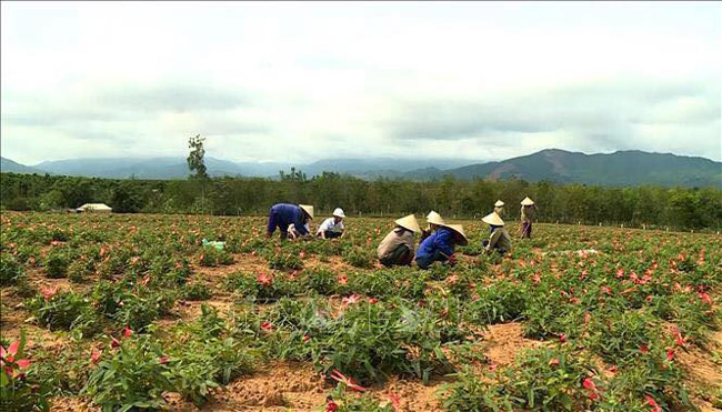 Theo sử sách, loài sâm này được phát hiện và sử dụng đầu tiên tại châu Bố Chính (thuộc hai huyện Bố Trạch và Quảng Trạch của tỉnh Quảng Bình ngày nay) nên người dân địa phương đặt tên sâm Bố chính.