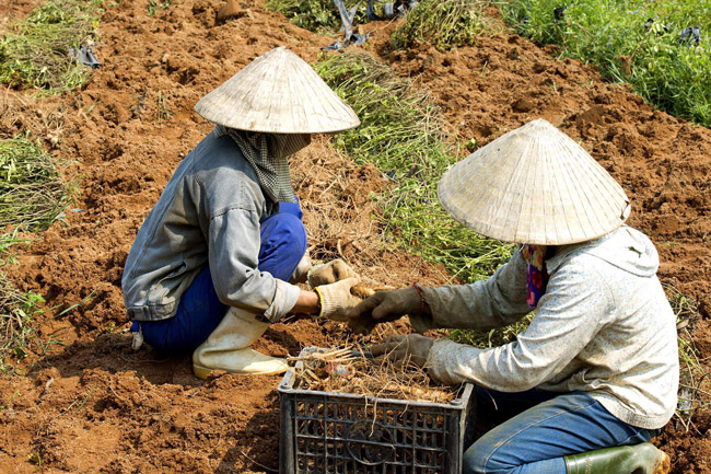 Bởi nhiều lý do về lịch sử, loài sâm này đã bị thất truyền hơn 300 năm qua