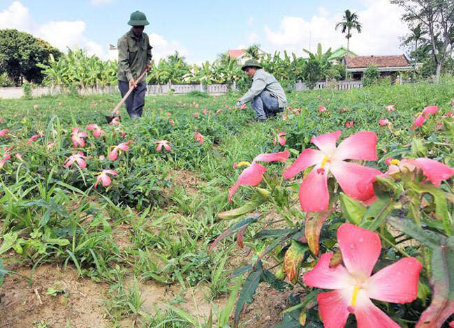 Những mô hình sâm Bố chính ngay sau đó được nhân rộng.