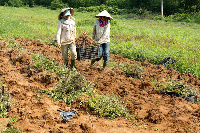 “Năm 2017, tôi bắt đầu trồng 0,5ha và đã cho thu nhập hơn gần 250 triệu đồng” - ông Phúc cho biết.