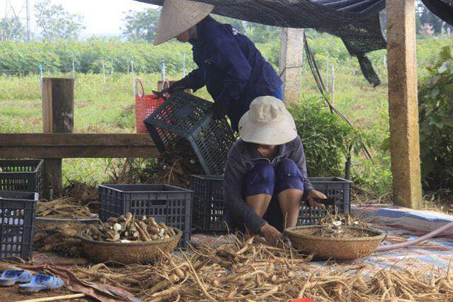 &#34;Năm ngoái với 3 hecta sâm tôi thu hoạch được hơn 10 tấn sâm củ” - ông Phúc cho hay