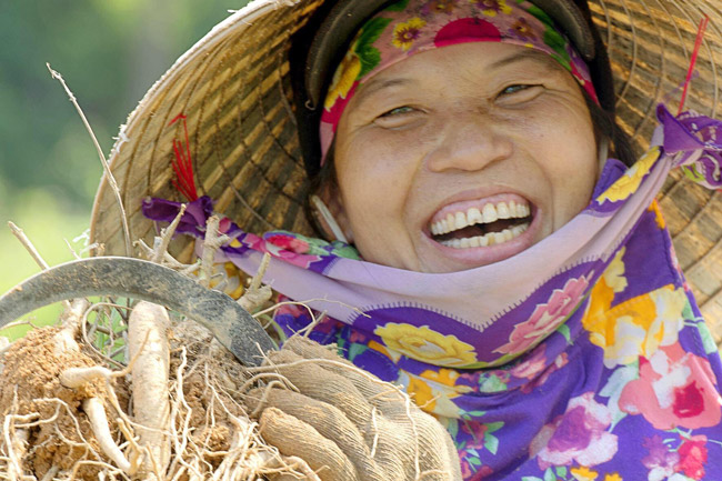 Cũng theo ông Phúc, loài sâm Bố chính trồng khá đơn giản và quỹ thời gian ươm, trồng và thu hoạch chỉ trong vòng 1 năm trời.