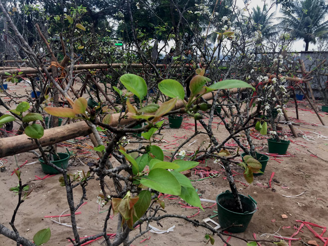 Cây Ngái Bonsai: Cách Trồng và Chăm Sóc Đúng Cách