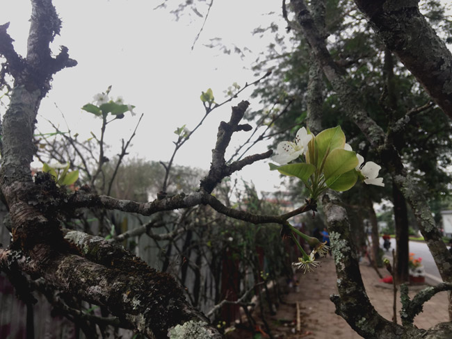 Cây Ngái Bonsai: Cách Trồng và Chăm Sóc Đúng Cách