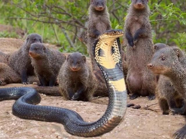 Gây sự rắn hổ mang, ”chí phèo” của thế giới động vật bị dạy bài học nhớ đời