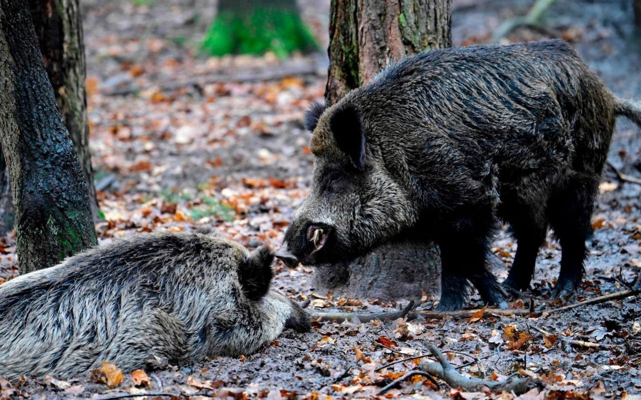 Nhiều xác lợn rừng chết vì cúm lợn châu Phi tại Hàn Quốc (ảnh: BBC)