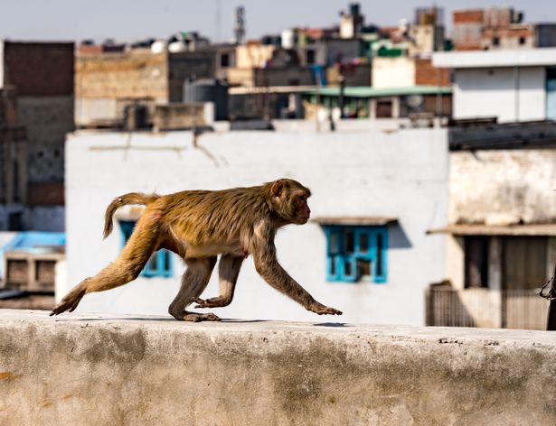 Ấn Độ là “thiên đường” của loài khỉ do tín ngường thờ thần khỉ Hanuman (ảnh: Dailystar)