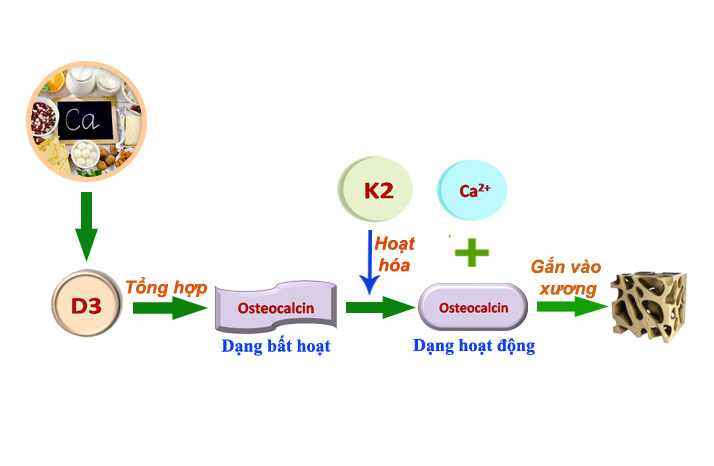 Canxi cần sự trợ giúp của vitamin D3 và K2 để gắn hiệu quả vào xương