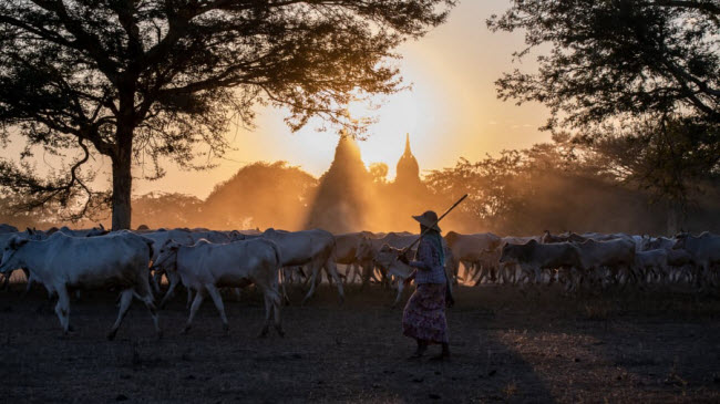 Người phụ nữ lùa đàn gia súc về chuồng khi mặt trời lặn phía sau núi ở thành phố Bagan, Myanmar.
