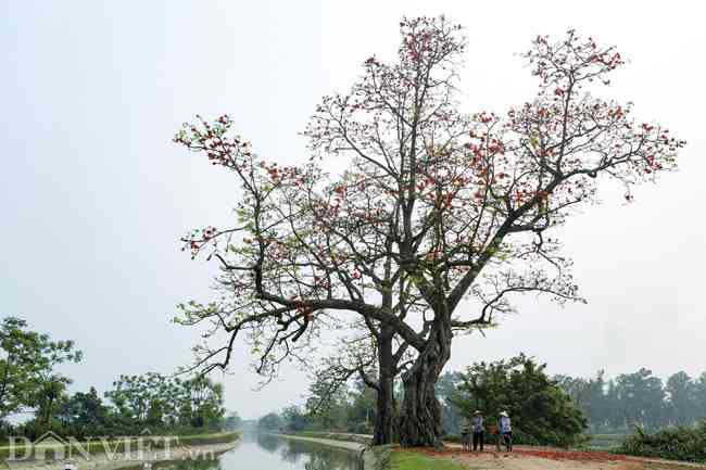 Vùng ngoại thành Hà Nội, hoa gạo nở rất nhiều. Ảnh: Quang Vinh.