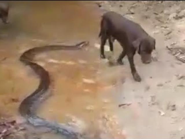 Bầy chó ”cả gan” tấn công trăn anaconda và cái kết đắng ngắt