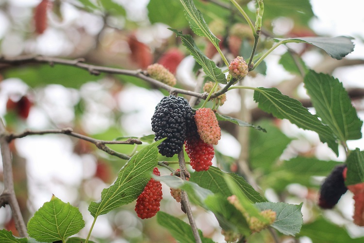 Những quả dâu tằm chín mọng được bán với giá từ 15.000&nbsp;– 20.000 đồng/kg