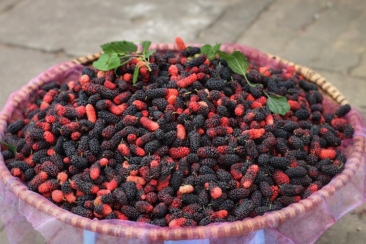 Những mẹt dâu chín giúp người dân bỏ túi tiền triệu mỗi ngày.