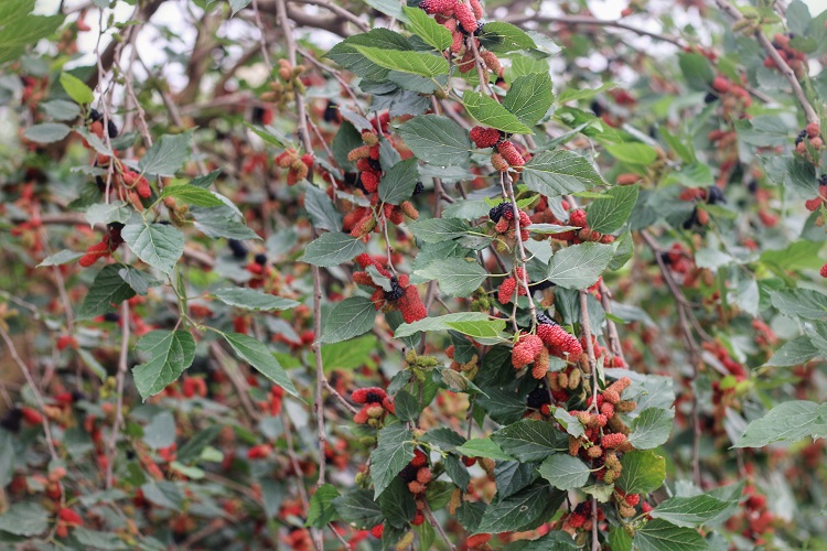 Đầu tháng 3, dâu tằm bắt đầu vào chính vụ và trở thành loại quả dân dã được tìm mua nhiều nhất.