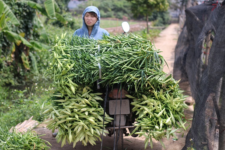 &nbsp;Người dân và nhiều gánh hàng rong vẫn nuôi hy vọng sức mua sẽ sớm trở lại khi mùa hoa vào chính vụ.