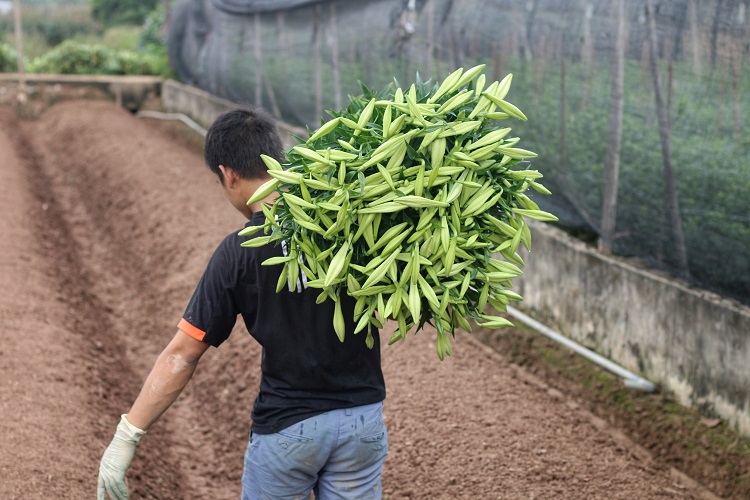 Người dân vẫn tất bật ra vườn cắt hoa. Hoa chưa được tiêu thụ ngay trong ngày sẽ được bảo quản ở nhiệt độ thấp giữ cho hoa được tươi lâu.