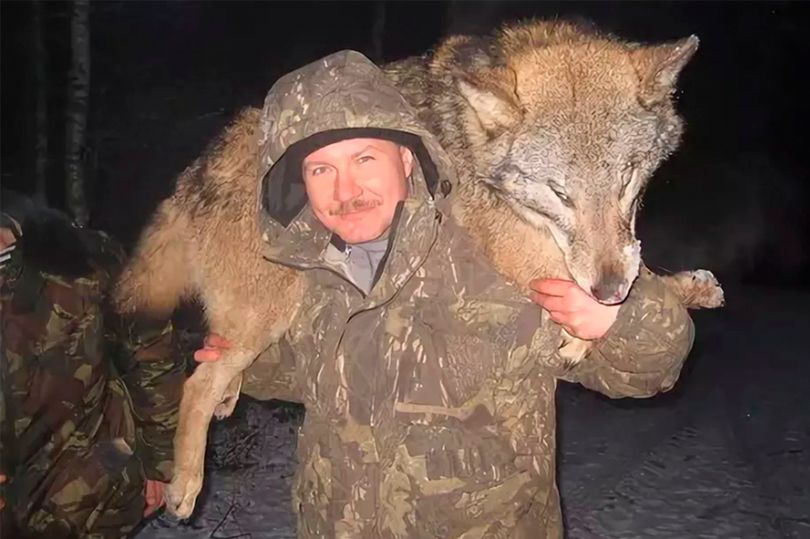 Con sói với kích thước khổng lồ bị một thợ săn địa phương bắn hạ (ảnh: Mirror)