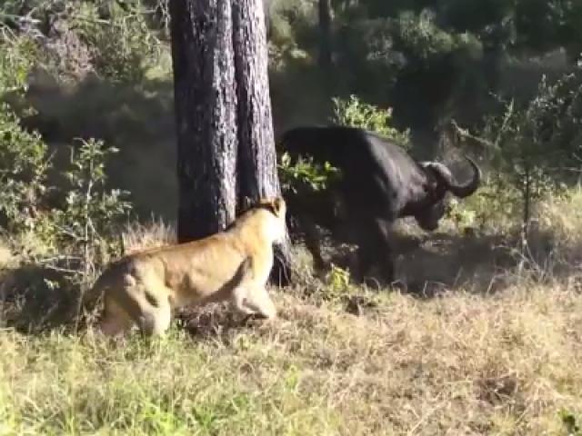 Sư tử biến trâu rừng thành ”đồ chơi” trước khi ”làm cỗ” đãi cả đàn