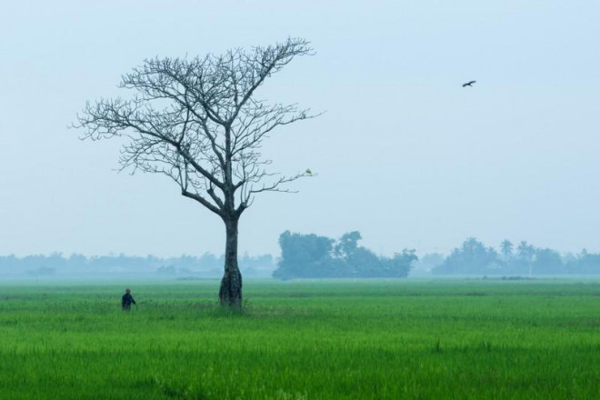 Cây cô đơn ở xã Hòa Thành, huyện Đông Hòa, Phú Yên.