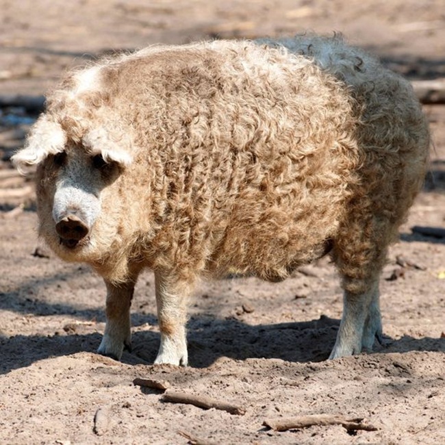 Loài lợn này có lớp lông dày và xoăn, nhìn ngoài cứ tưởng là cừu.