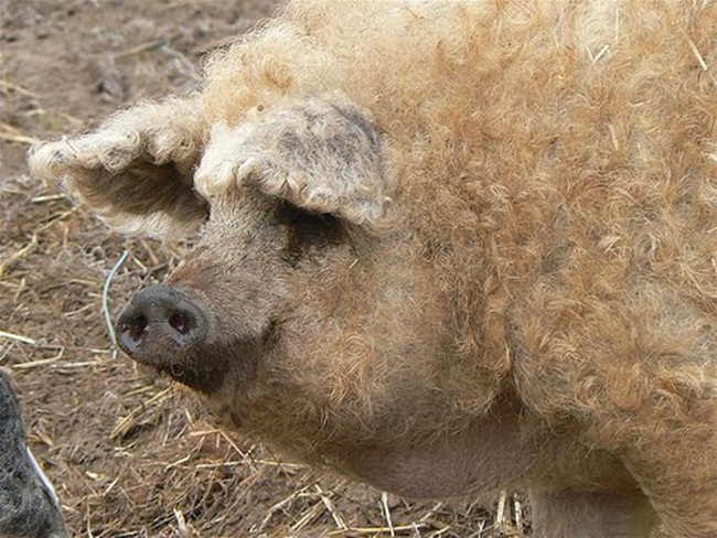 Chúng có tên là Mangalica được nuôi đầu tiên từ Hungary. Chúng được lai tạo từ giống&nbsp;lợn Bakony và Szalonta với giống lợn Šumadija của Serbia