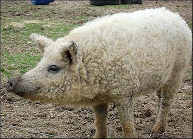 Thịt của lợn Mangalica&nbsp;được so sánh với thịt bò Kobe, còn được gọi với cái tên &#34;thịt lợn Kobe&#34;.