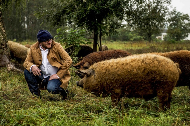 65-70% lợn&nbsp;Mangalica là mỡ, phần nạc chỉ có 30-35%.&nbsp;