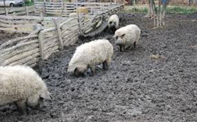 Thịt lợn Mangalica có chất lượng ngon. Mức giá bán không hề rẻ, có nơi đưa ra mức giá khoảng 30 USD/kg &#40;hơn 630.000 đồng/kg&#41;.