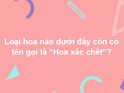 Giáo dục - du học - Trắc nghiệm: Cân não với bộ câu hỏi thử thách trí tuệ trên mọi lĩnh vực