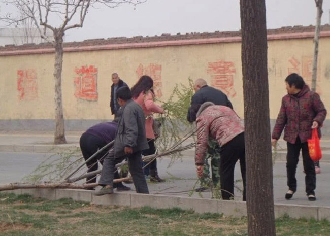 Loài cây không ai nghĩ có thể ăn được, người TQ lại rủ nhau ra công viên hái trụi - 3