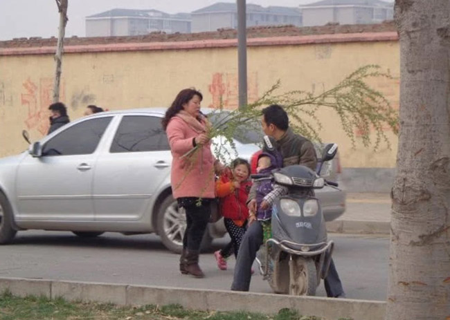 Loài cây không ai nghĩ có thể ăn được, người TQ lại rủ nhau ra công viên hái trụi - 4