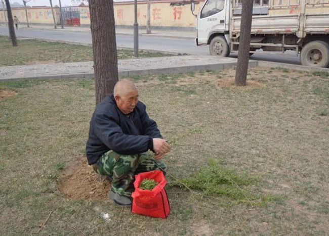 Loài cây không ai nghĩ có thể ăn được, người TQ lại rủ nhau ra công viên hái trụi - 5