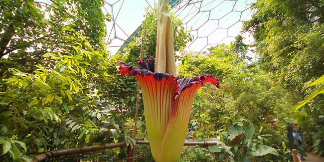 Đây còn được gọi là hoa xác chết và có tên tiếng Anh là Titan arum&nbsp;