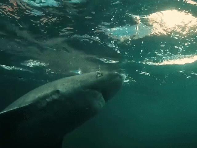 Phát hiện cá mập hơn 500 tuổi vẫn bơi lội khỏe mạnh