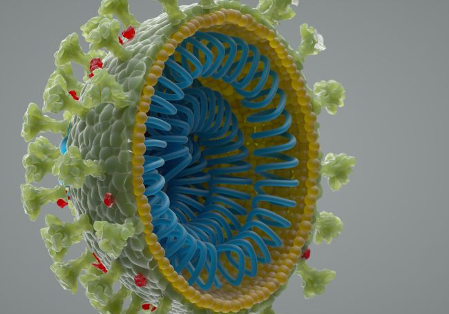 Phát họa hình ảnh virus Corona với phần màu xanh bên trong là mã di truyền dùng để nhân bản.