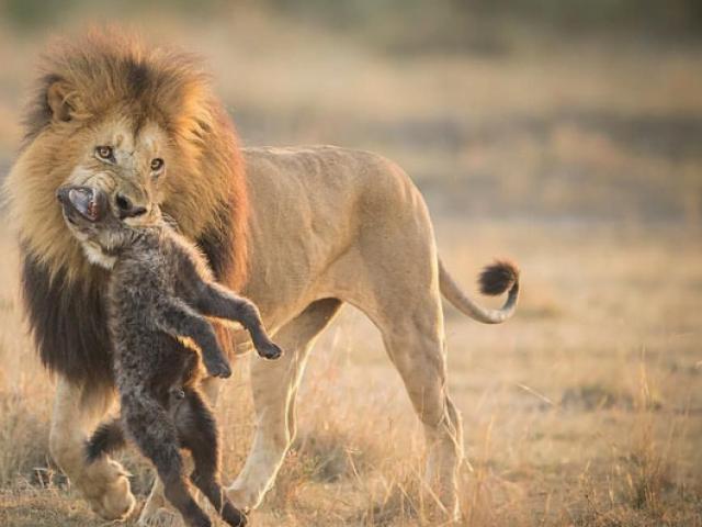 Sư tử đực thoát chết trước bầy linh cẩu nhờ màn ”hộ giá” kịp thời