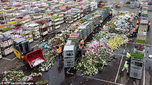 Có người trồng tulip tặng cho nhân viên y tế để thay lời cảm ơn, có người mở hàng bán để vớt vát với giá giảm.