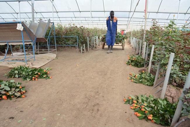Một số trang trại hoa tạm ngừng vận chuyển hoa  tới một số nước EU kể cả Hà Lan - thị trường chính cho xuất khẩu hoa của Kenya.