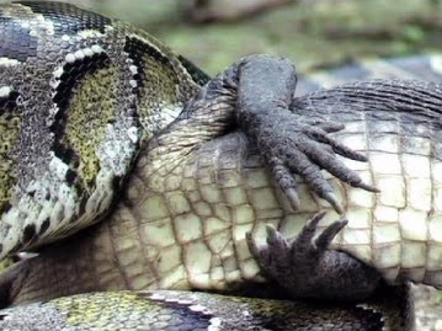 ”Mãng xà” khổng lồ nuốt chửng cá sấu đang giãy giụa