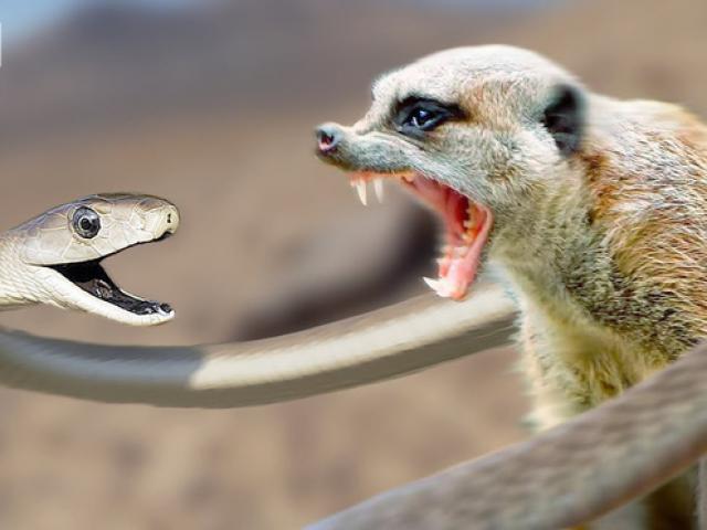 Pha ”tiếp sức” sóc của cầy mangut đối phó rắn hổ mang
