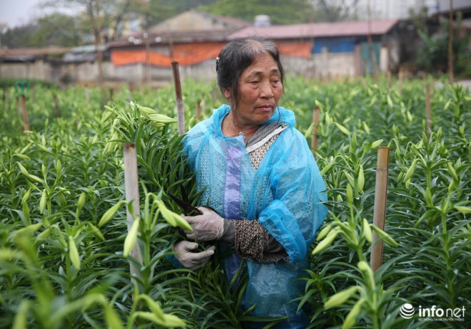 Có nhiều vườn không thể bán nổi hoa.