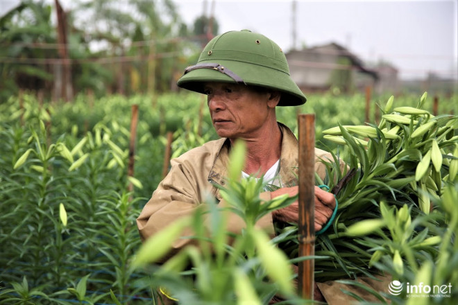 Nguyên nhân khiến loa kèn rớt giá là do các sự kiện, lễ hội tạm ngưng hoạt động vì dịch bệnh.