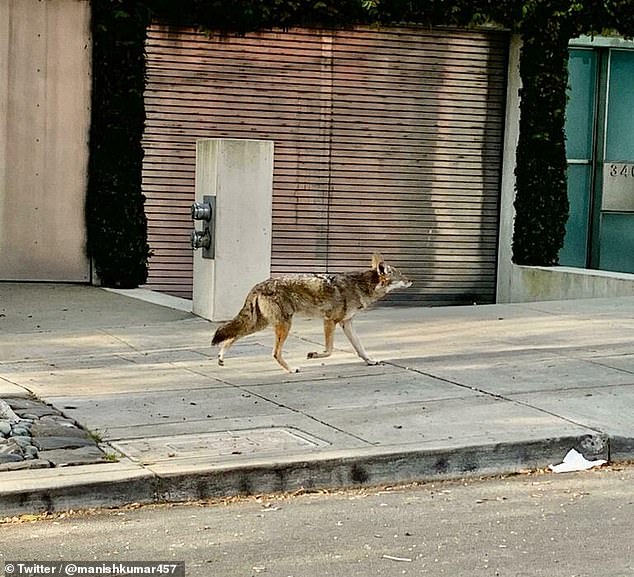 Sói chạy lang thang trên đường ở San Francisco (Mỹ) (ảnh: Daily Mail)