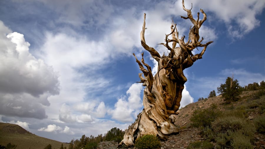 Cây thông bristlecone trên dãy núi Trắng ở bang California, Mỹ, có tuổi thọ khoảng 5.000 năm, được coi là sinh vật đơn tính lâu đời trên Trái đất. Địa điểm chính xác của cây được giữ bí mật, nhưng du khách có thể đi qua cây cùng loại với nó.