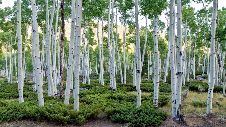 Khu rừng Trembling Giant ở bang Utah, Mỹ, bao gồm 50.000 cây dương lá rung thuộc họ Populus tremuloides. Chúng có nguồn gen giống hệt nhau và mọc lên từ một hệ thống rễ đơn nhất, biến nó trở thành tổ chức đơn sinh vật vĩ đại nhất mà con người từng biết. Chúng có tuổi thọ khoảng 80.000 năm.