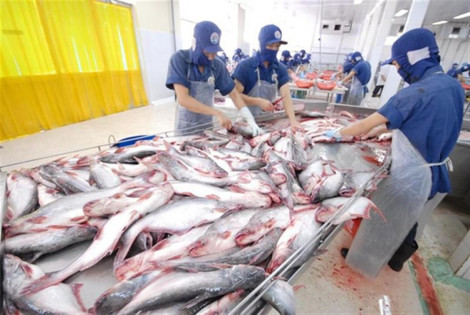Xuất khẩu cá tra sụt giảm mạnh vì tiêu thụ các thị trường giảm do ảnh hưởng của dịch COVID-19.