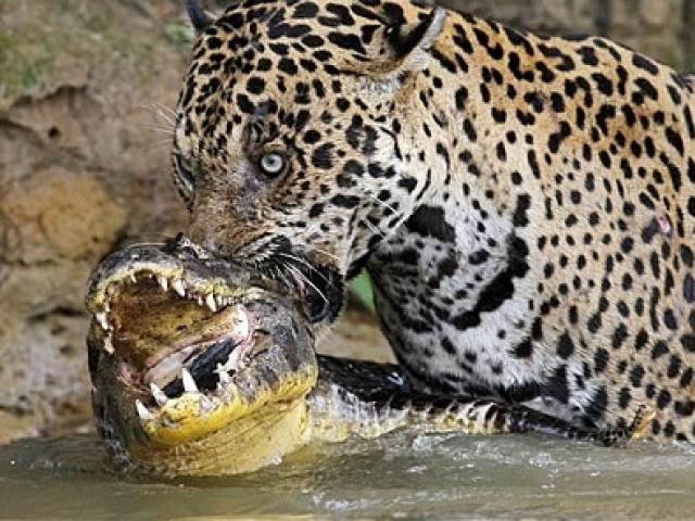 Liều lĩnh đơn độc ”tử chiến” với 4 cá sấu và cái kết bi thảm cho báo săn