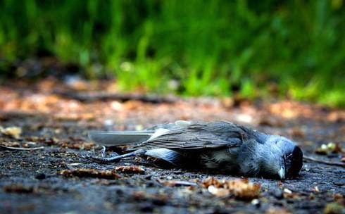 Hiện tượng chim tự sát hàng loạt ở Jatinga được cho là xuất hiện lần đầu vào năm 1905.